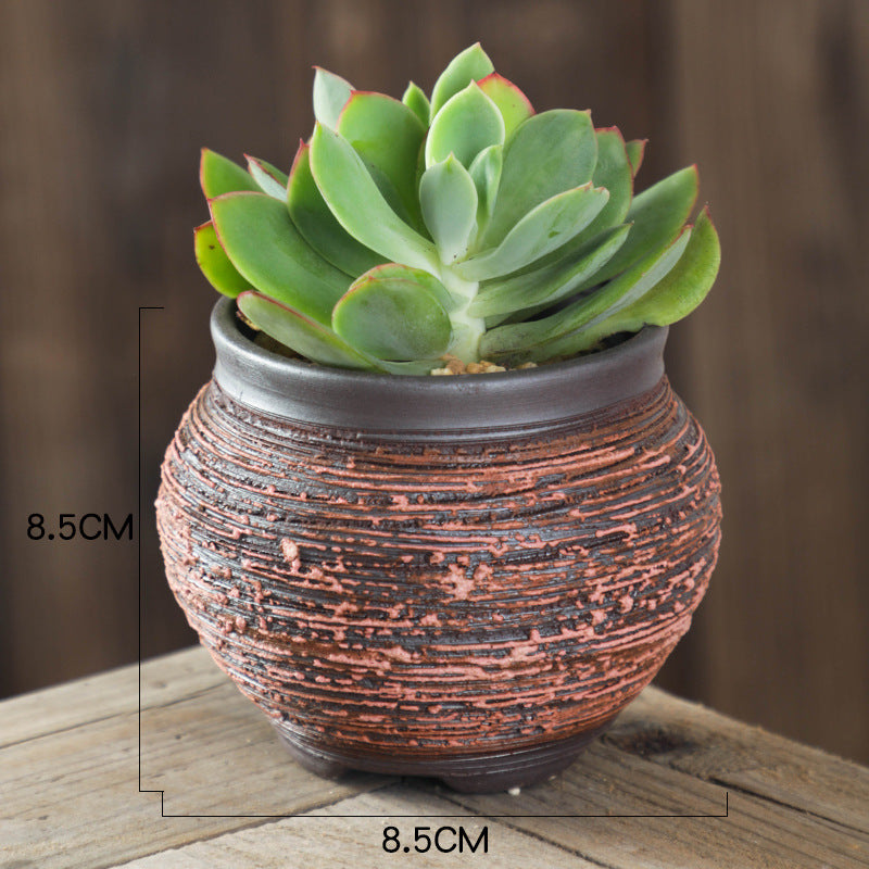 Potted succulent plant with dimensions on a wooden surface