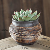 Succulent plant in a textured pot with dimensions on a wooden surface