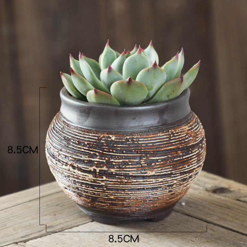Succulent plant in a textured pot with dimensions on a wooden surface