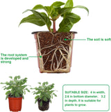 Potted plant with visible roots and soil, labeled for educational purposes.