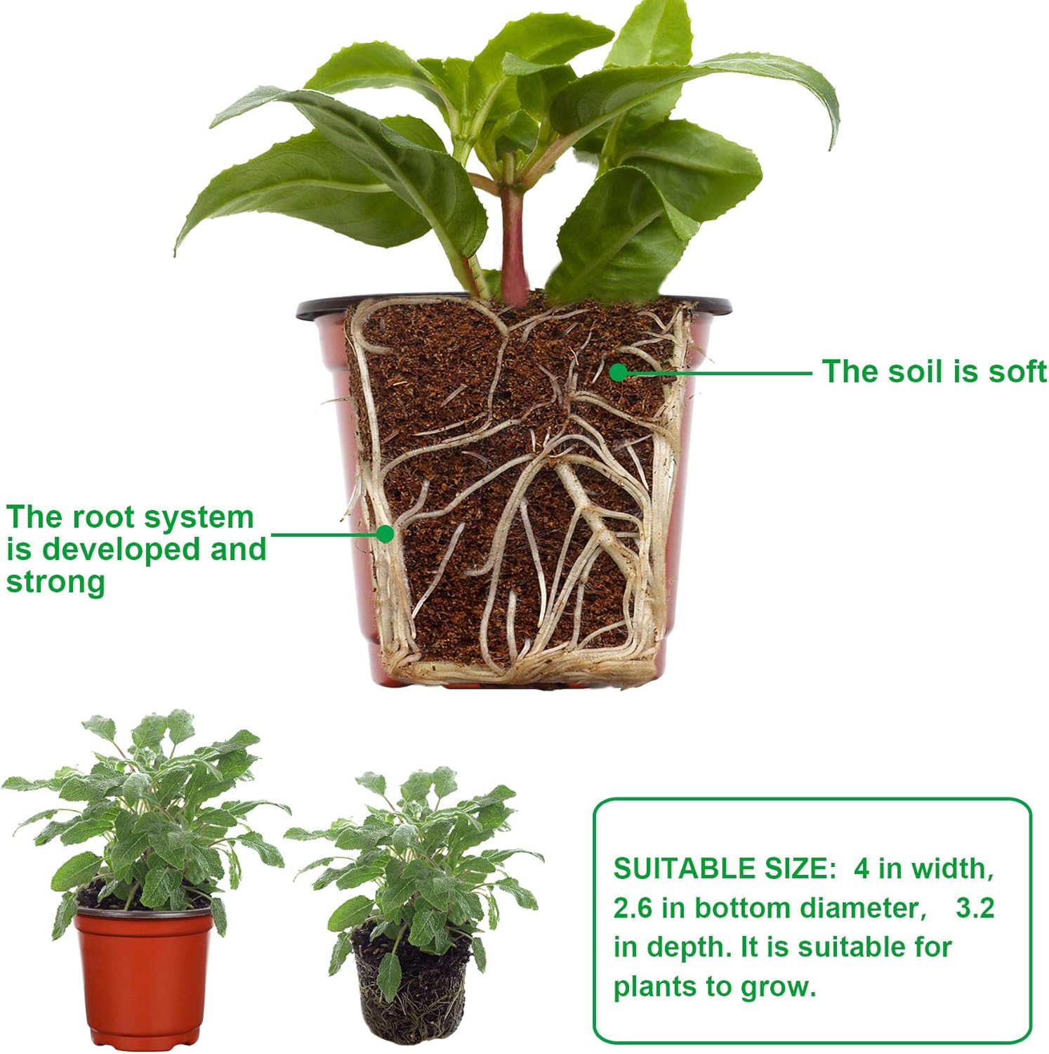 Potted plant with visible roots and soil, labeled for educational purposes.