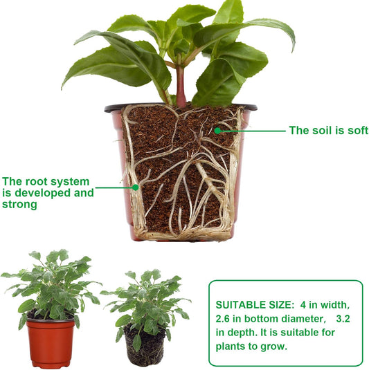 Potted plant with visible roots and soil, labeled for educational purposes.