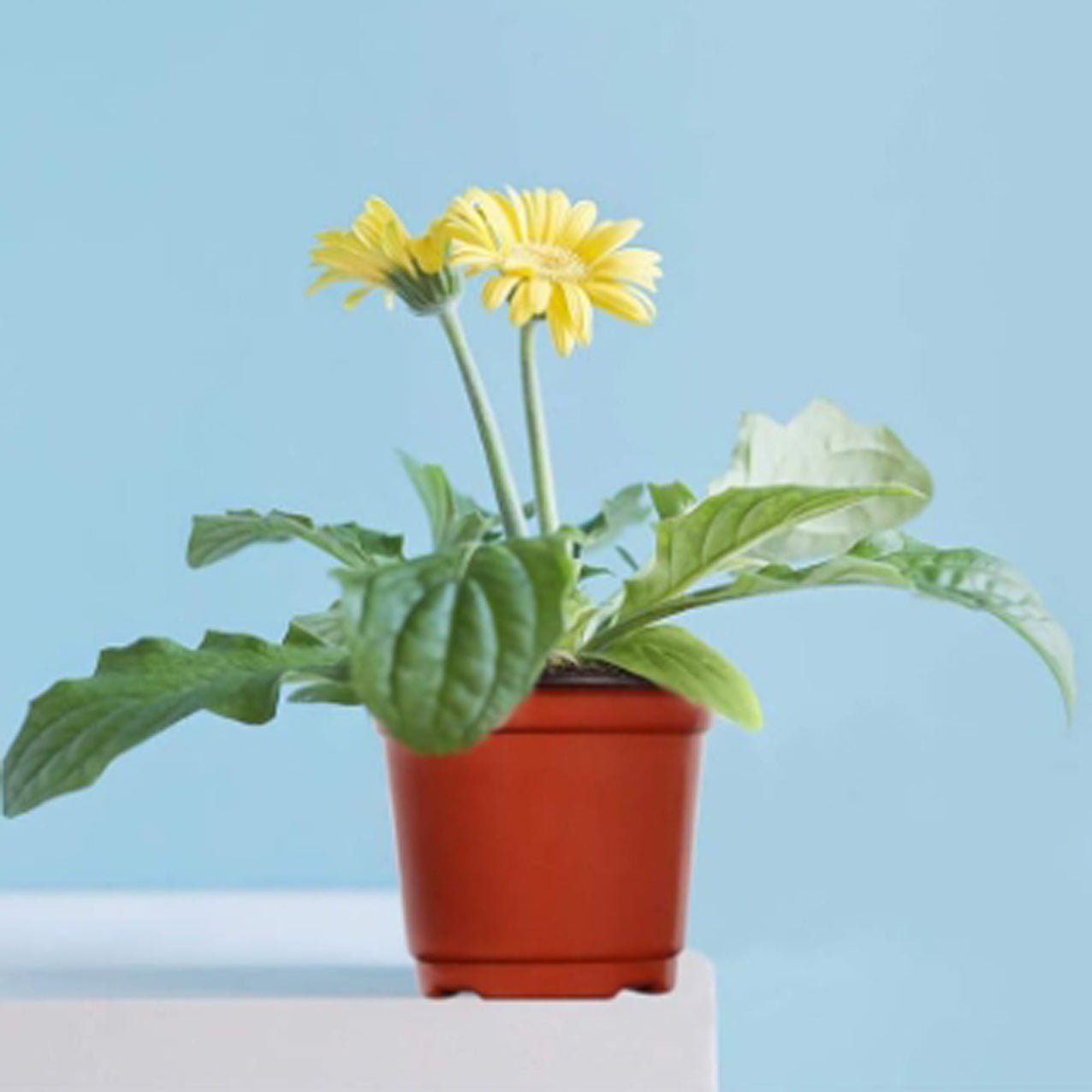 Potted plant with yellow flowers on a light blue background