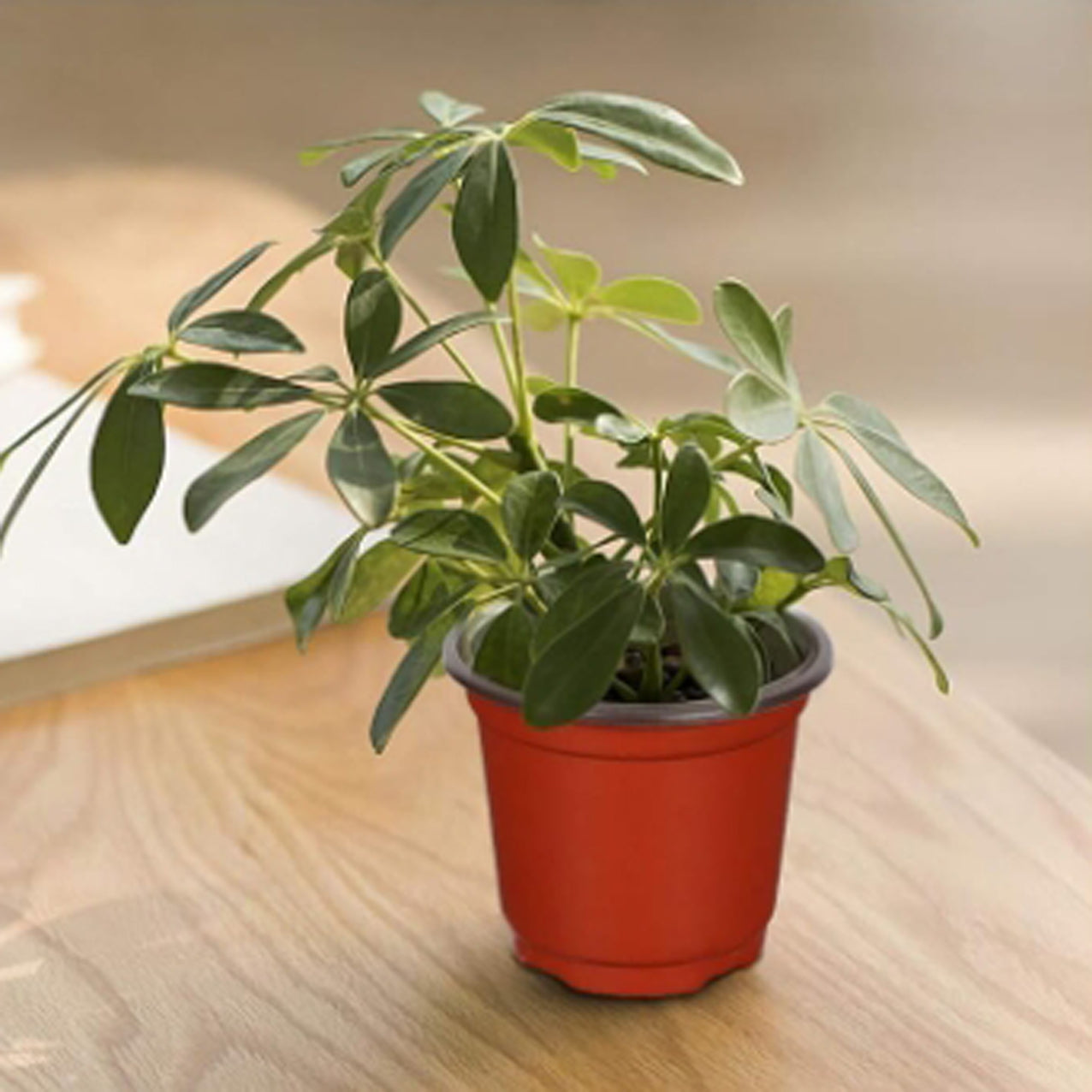 Potted plant on a wooden surface with a neutral background