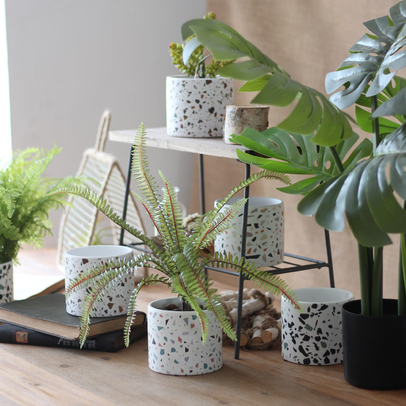 Collection of potted plants on a wooden surface with a blurred background