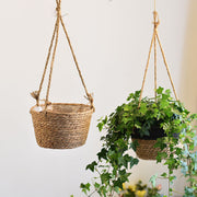 Two hanging planters with green plants against a plain background