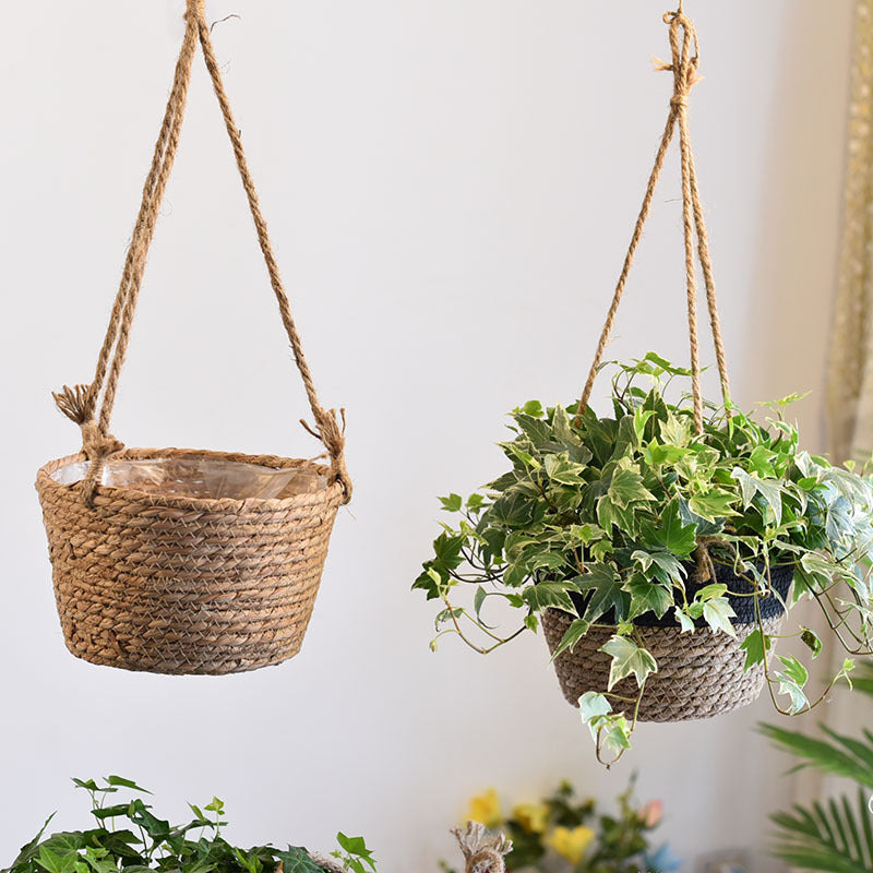 Two hanging planters with plants against a light background