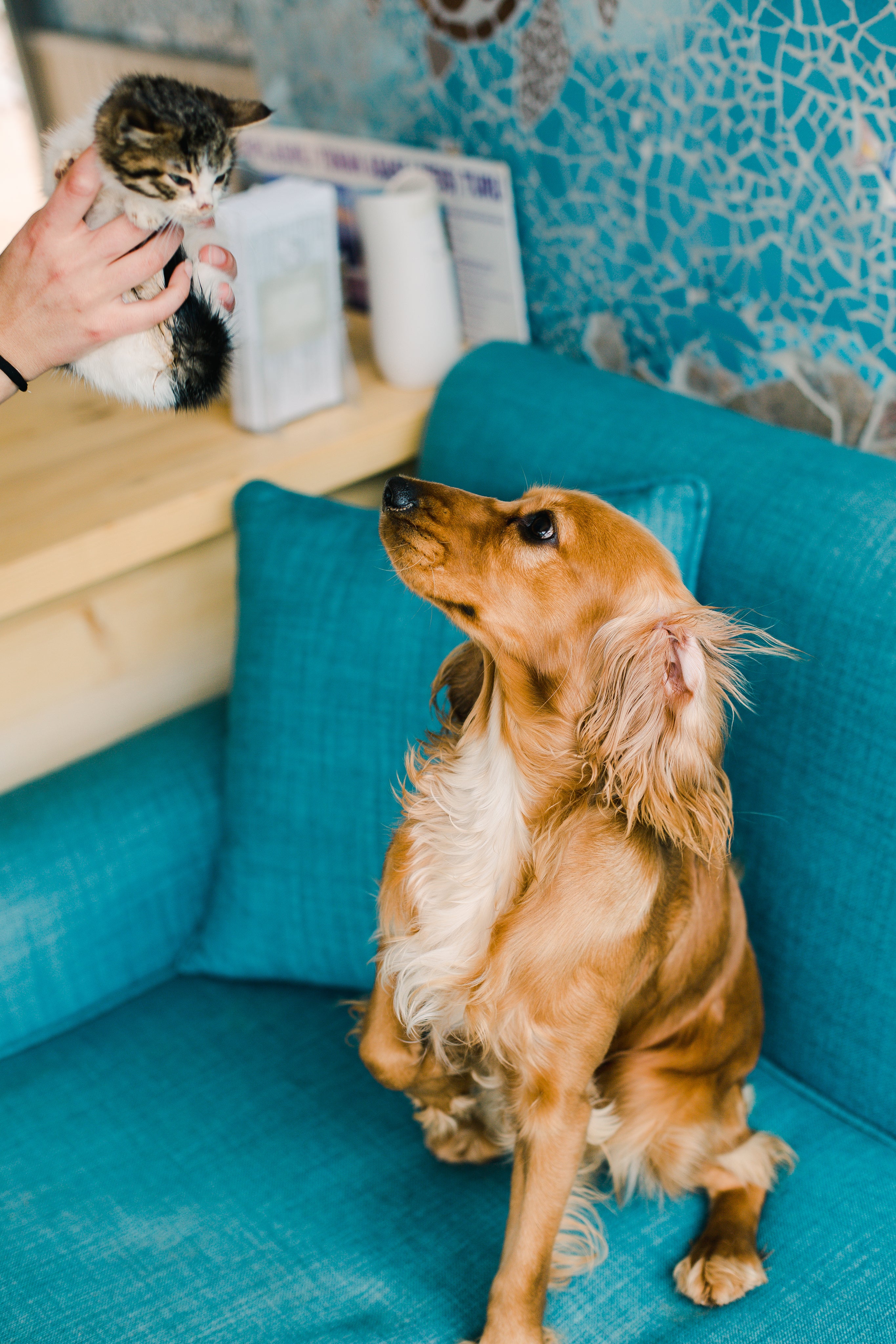 Pets care